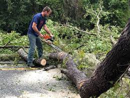 Trusted Trenton, IL Tree Services Experts